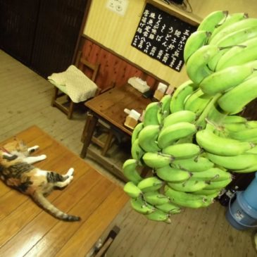 ♪～バナナが1本ありました～♪